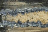 Mammoth Molar Slice With Case - South Carolina #335361-2